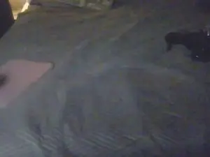 Cam4 Free Porn Cam of Koekie27