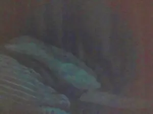 Cam4 Private Sex Chat of cutie_pie_hot