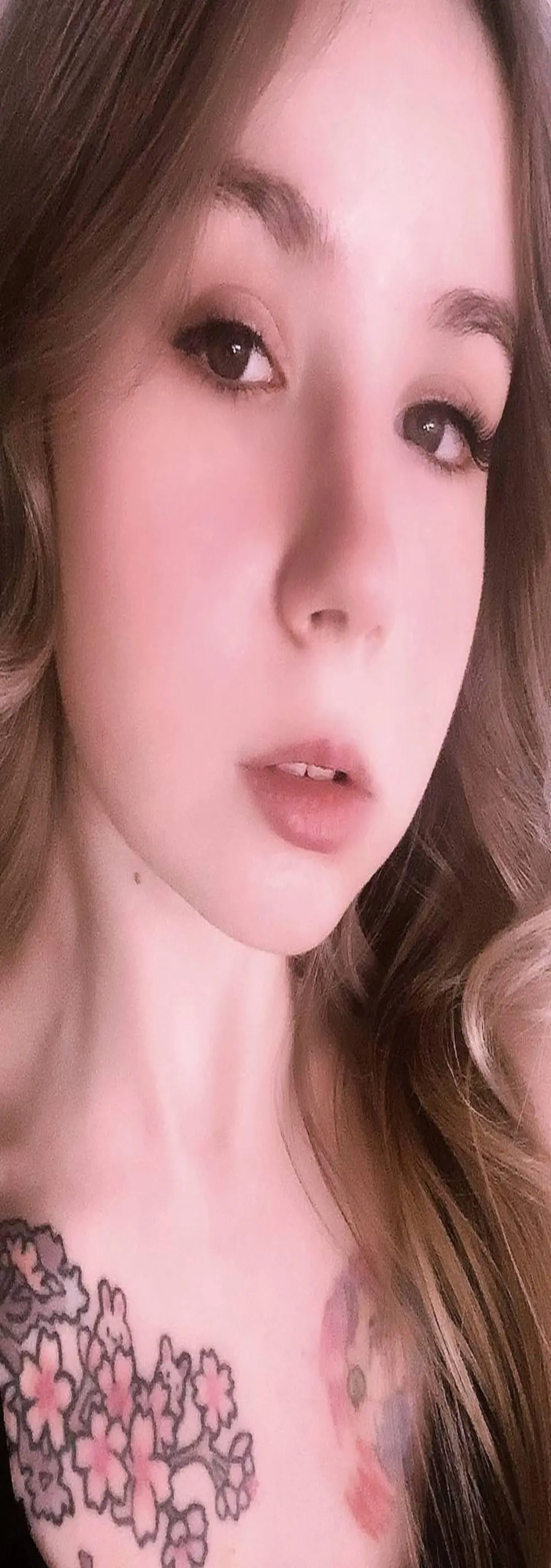 Windy_Swallow